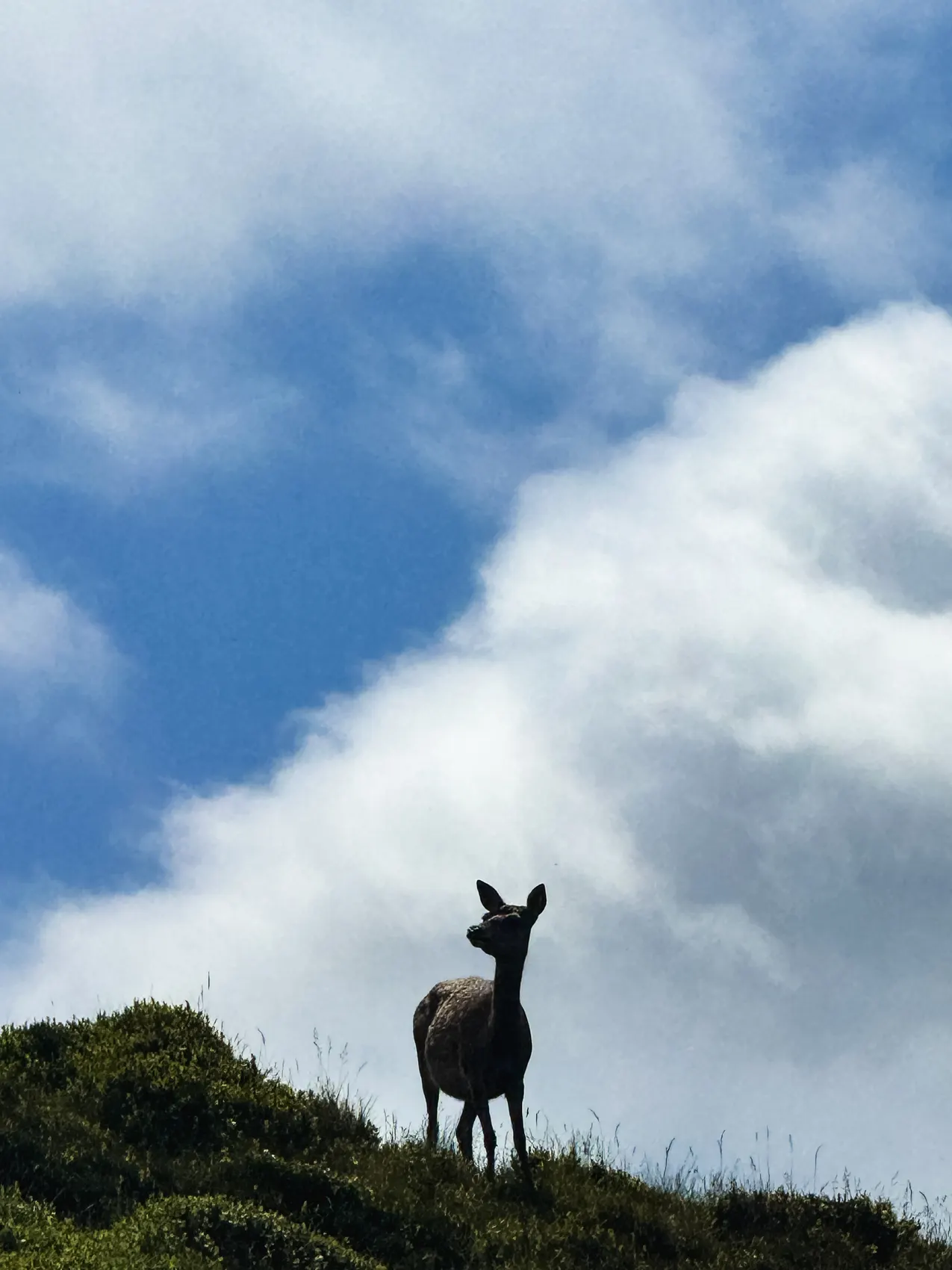 Silueta de un ciervo en una loma contra el cielo