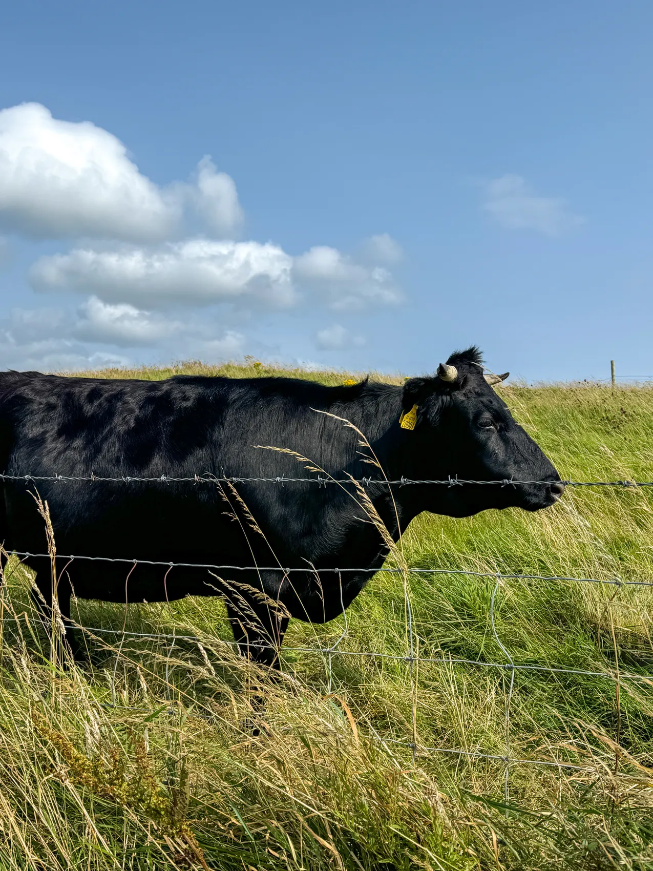 Vaca negra en un prado verde